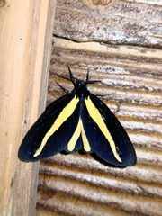 Crocomela erectistria