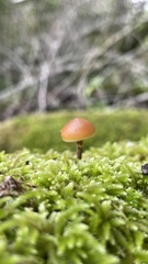 Galerina marginata