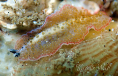 Thysanozoon tentaculatum