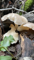 Pleurotus populinus