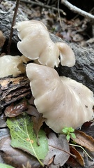 Pleurotus populinus