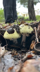 Amanita phalloides