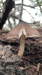 Pluteus exilis