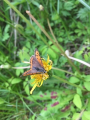 Lycaena phlaeas daimio