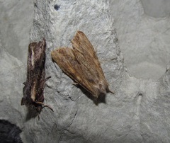 Ichneutica mollis