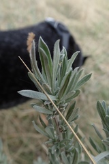 Artemisia cana