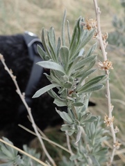 Artemisia cana