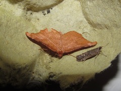 Morova subfasciata