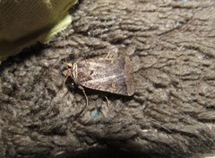 Proteuxoa tetronycha