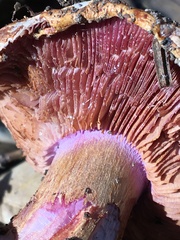 Cortinarius adonis