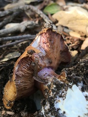 Cortinarius adonis