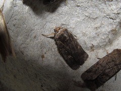 Proteuxoa tetronycha