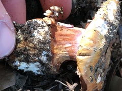 Cortinarius adonis