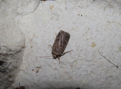 Proteuxoa tetronycha