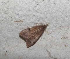 Uresiphita maorialis