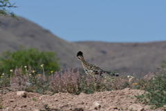 Geococcyx californianus