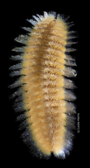 Euphrosine aurantiaca