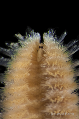 Euphrosine aurantiaca