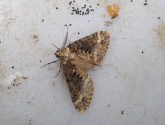 Pseudocoremia leucelaea