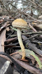 Leratiomyces percevalii