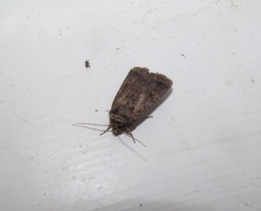 Proteuxoa tetronycha