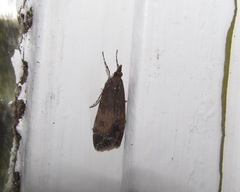 Eudonia asterisca