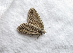 Pseudocoremia suavis