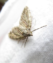 Pseudocoremia suavis