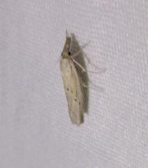 Fissicrambus profanellus