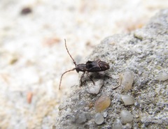Hybolasius crista