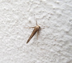 Stathmopoda endotherma