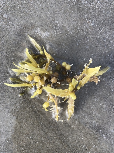 photo of Sargassum (Sargassum)