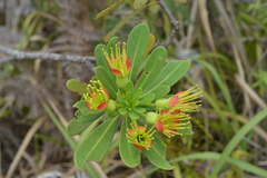Xanthostemon aurantiacus