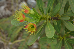 Xanthostemon aurantiacus