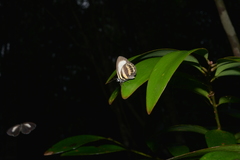 Nothodanis schaeffera