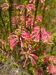 Erica densifolia