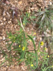 Sigesbeckia australiensis