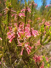 Erica densifolia