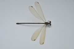 Eoargiolestes ochraceus