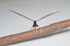 Eoargiolestes ochraceus