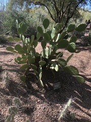 Opuntia bravoana