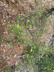 Sigesbeckia australiensis