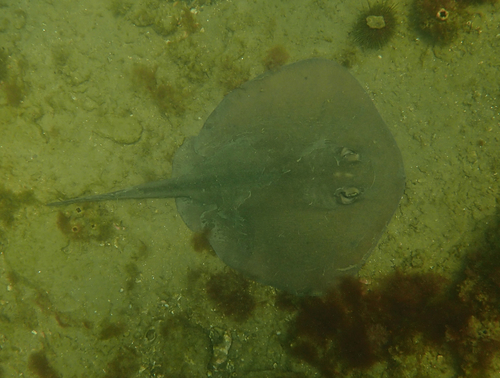 Eastern Shovelnose Stingaree, Hampton Beach, Victoria, Australia, photo 8 of 10