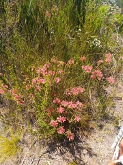Erica densifolia