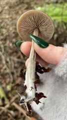 Entoloma sericeum