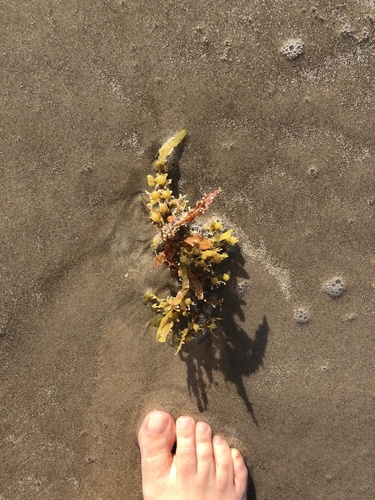 photo of Sargassum (Sargassum)