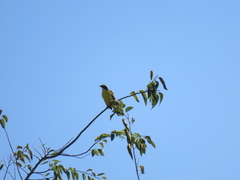 Myiozetetes similis