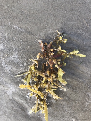 photo of Sargassum (Sargassum)