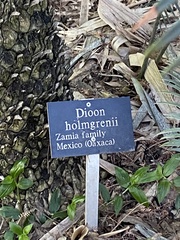 Dioon holmgrenii