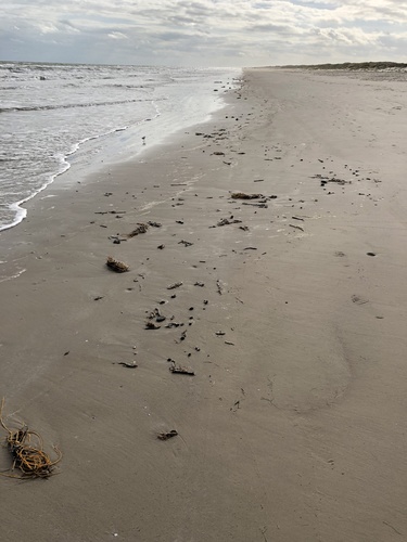 photo of Sargassum And Allies (Sargassaceae)